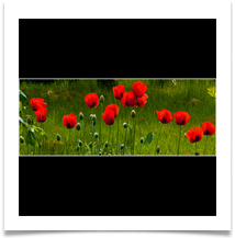 5_Red Popp - Dave Cowsill